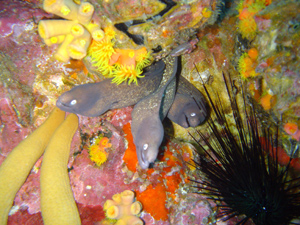 mutant hydra moray...very rare