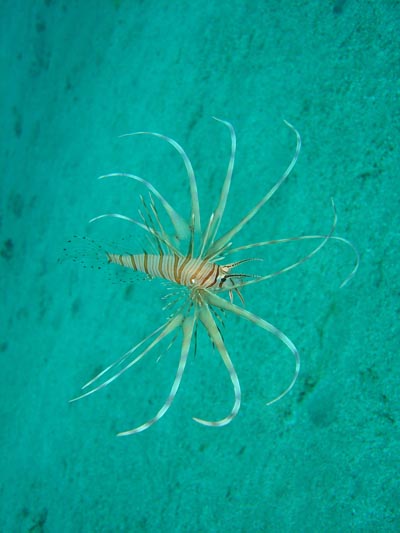 Tiny Lion Fish 