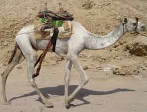 invisible man rides home!