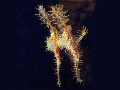 Ghost Pipefish doing what Ghost Pipefish do on occasion