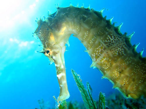 up-close and personal with a handsome seahorse