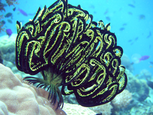 for those who say where are the fishy pics...viola!